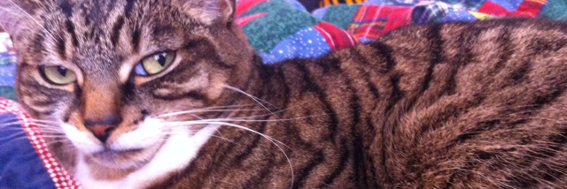 Cover image for post A word from Tesla Kittles on the decision facing Scotland today:, by pann