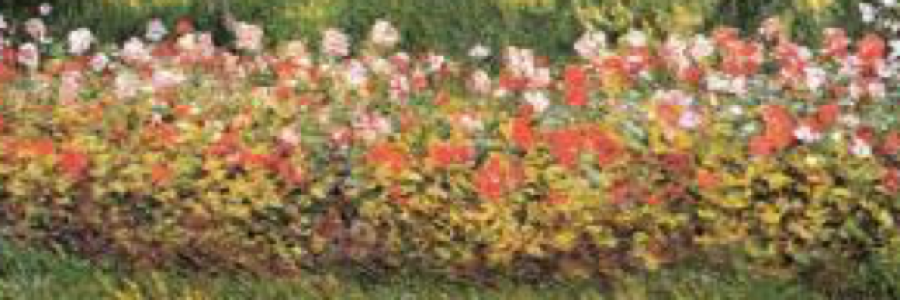 Cover image for post Untitled, by Lizzosaurus