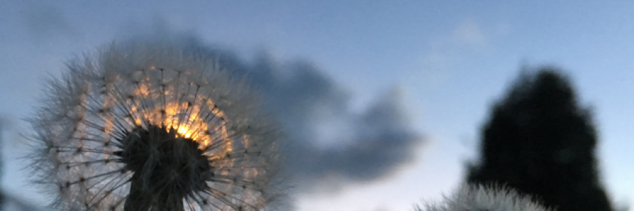 Cover image for post Puppets Cage, by Pey