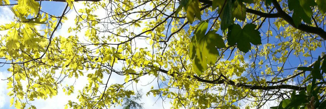 Cover image for post Here Lies Yowwa, by Yowwa