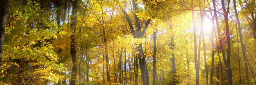 Cover image for post A Whirlwind Of Thoughts, by Zoelise