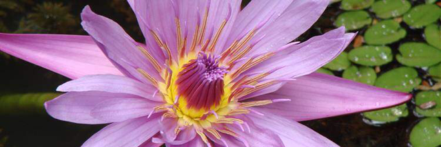 Cover image for post It's a happy life I live but a few things would be nice, by 03greedoluver