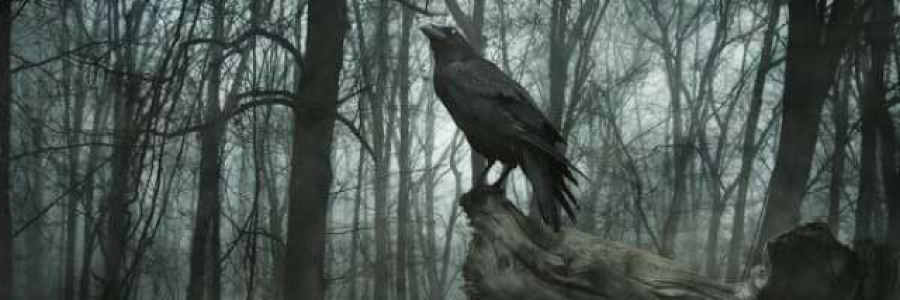 Cover image for post ~observations on similarities, by InkArtist