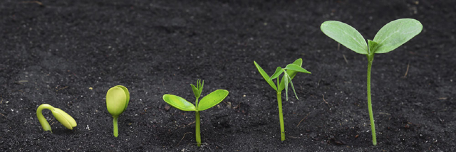 Cover image for post Seedling, by ShilohRae