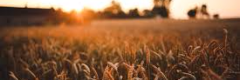 Cover image for post Summer, by CedesLee