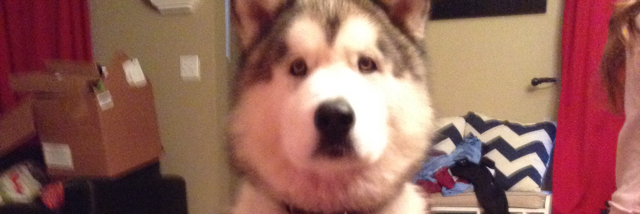 Cover image for post Bubba (Rocky)- how could you explain him in just five words??, by Elligk1000