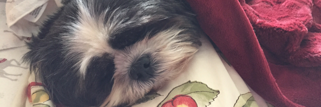 Cover image for post Fluffy, by Anitarosner