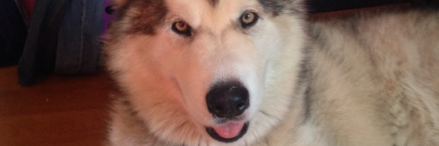 Cover image for post I am..., by Elligk1000