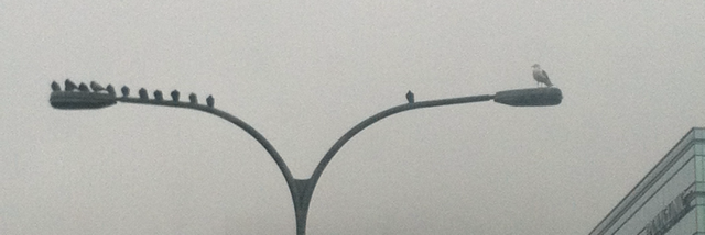 Cover image for post I am, by WS