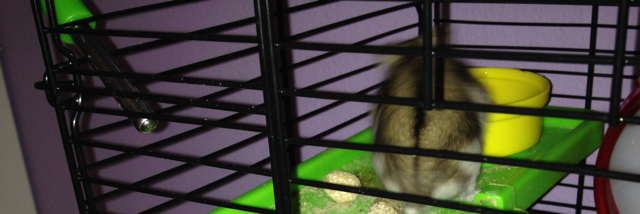 Cover image for post Frito the hamster, by jessie