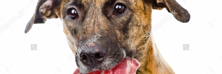 Cover image for post Doggone, by sandflea68