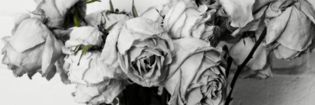 Cover image for post White Roses, by Missy