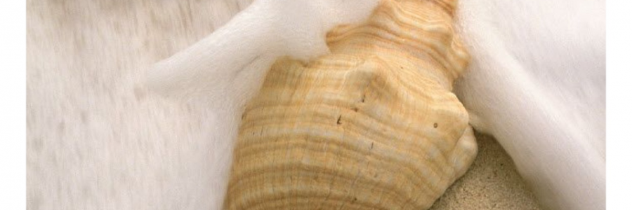 Cover image for post It was the worst day of the best, by Write2Sanity