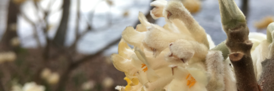 Cover image for post River Muse, by aliekmxo