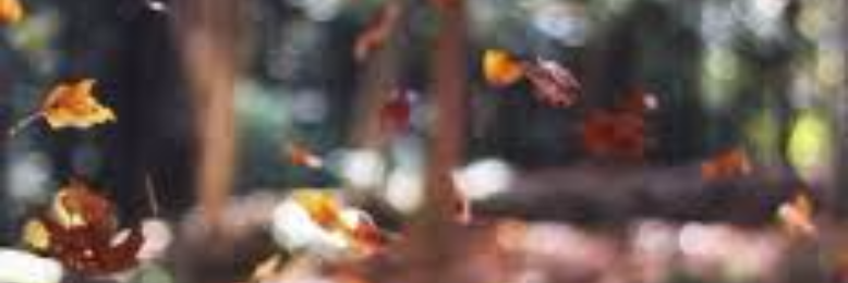 Cover image for post falling leaves, by Tyla