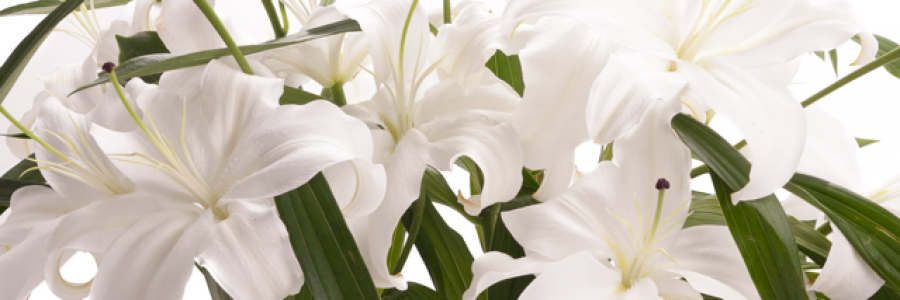 Cover image for post December Lilies, by david_speer