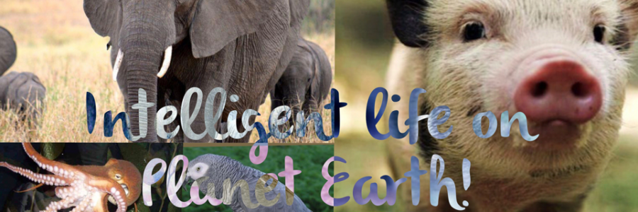 Cover image for post Here's five not so fun facts, by Vyxyn