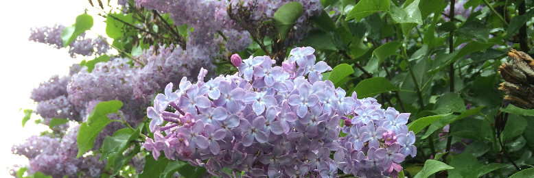 Cover image for post In Uppsala, by dcfatcat