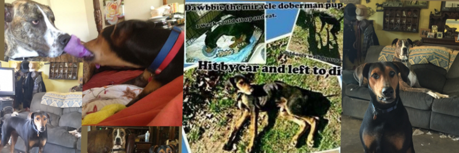 Cover image for post There once was a dog..., by Vyxyn