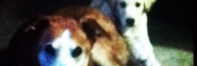 Cover image for post Max and Marley, by Maymay_926