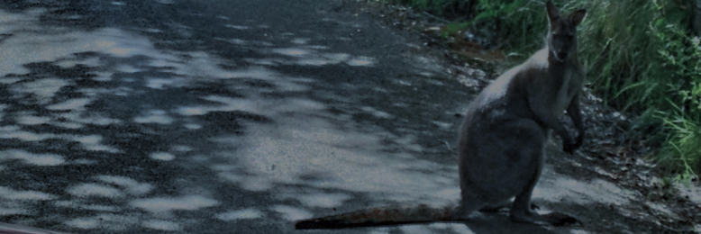 Cover image for post 1. One Wallaby, by eclaire