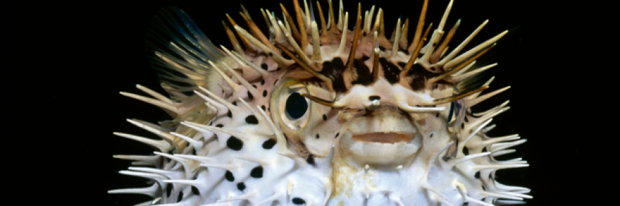 Cover image for post Blowfish, by derickijohnson