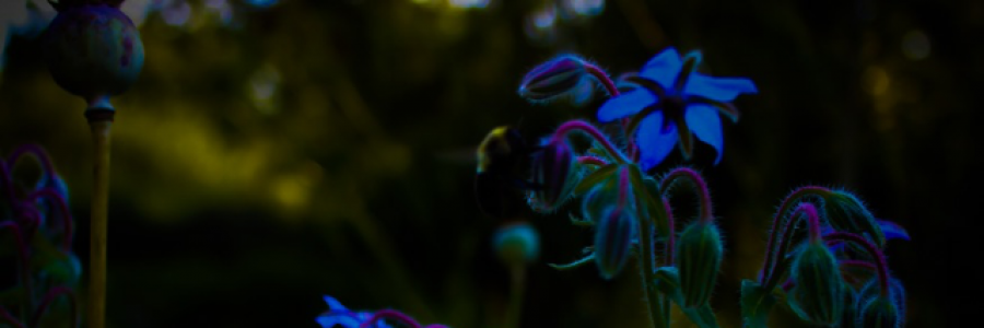 Cover image for post Her secret garden, by Jessica