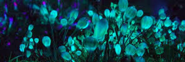 Cover image for post Apocalypse, by CAJohnson