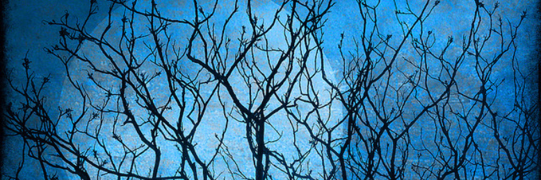 Cover image for post Madness, by sandflea68