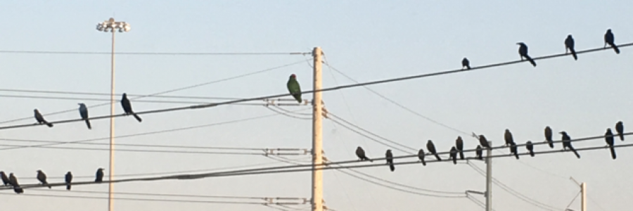 Cover image for post Solemn Gumption, by Hlore42