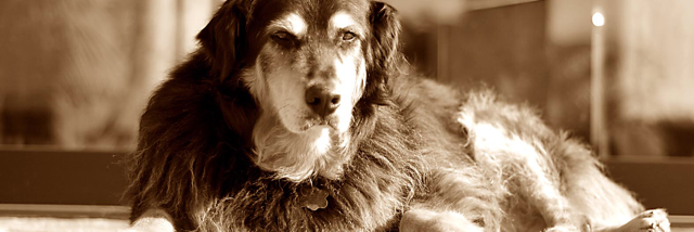 Cover image for post What Happens To Biters, by RaneMcC