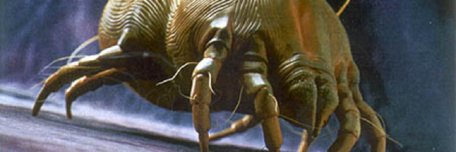 Cover image for post A Mite Heavy, by Fortbruce