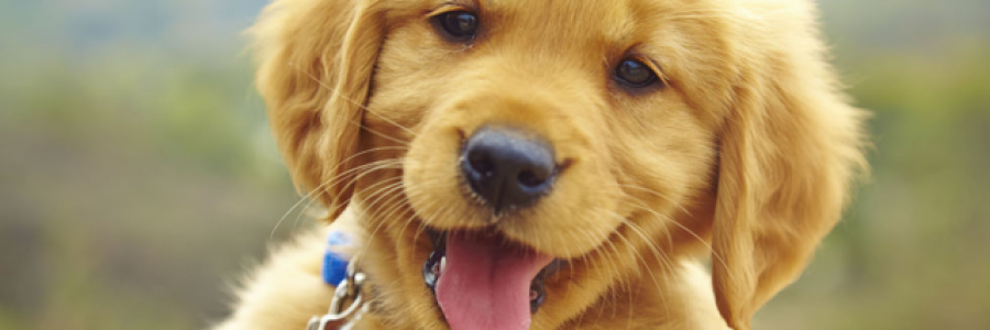 Cover image for post A Puppy's Prayer, by Fortbruce