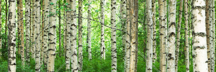 Cover image for post Talking to Trees, by Fortbruce