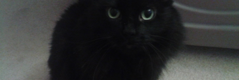 Cover image for post Cat - 3/22/2017, by Madelynn