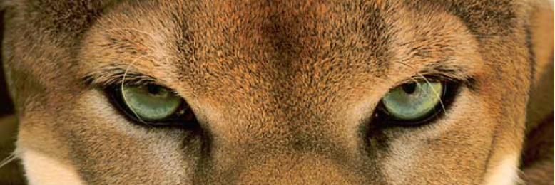 Cover image for post A Noir Kind of Love, by SteveScott