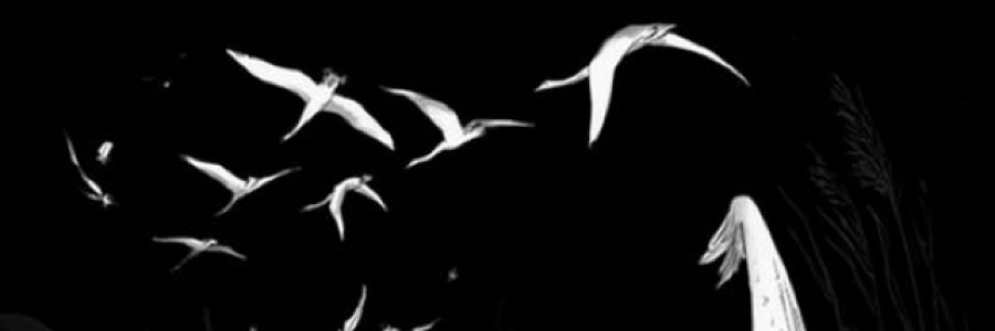 Cover image for post Wings, by JamaicanDream