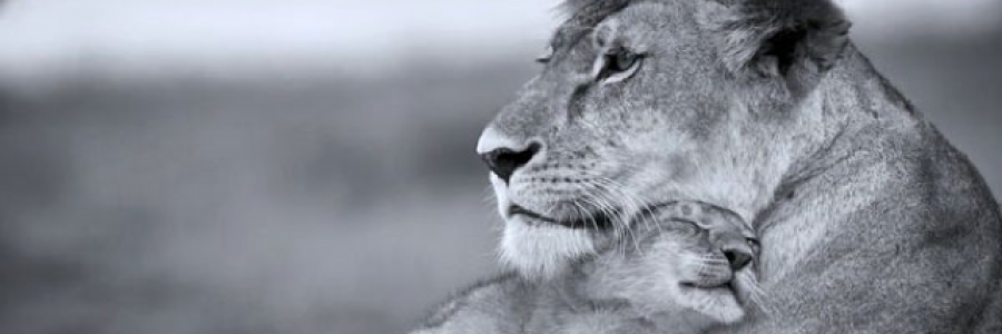 Cover image for post Lessons learned, by InsanelyInLove