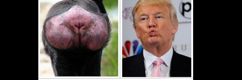 Cover image for post Trump Having A Hump, by EriduSerpent