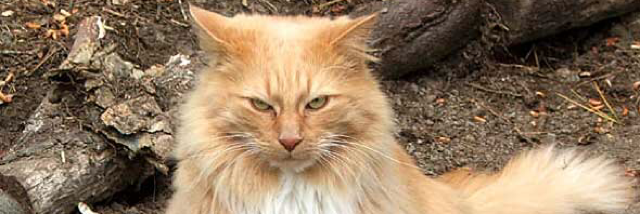 Cover image for post Andy, by Anitarosner