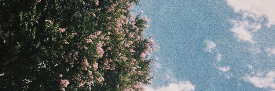 Cover image for post the garden, by velvetcloud