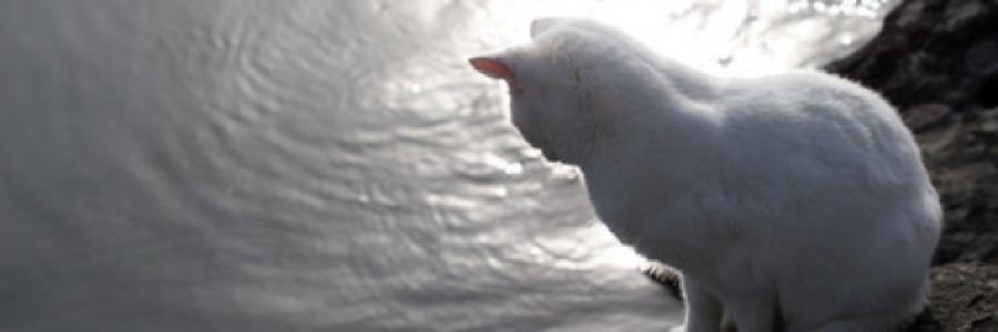 Cover image for post Death, The Styx, And The Cat, by catladylauren