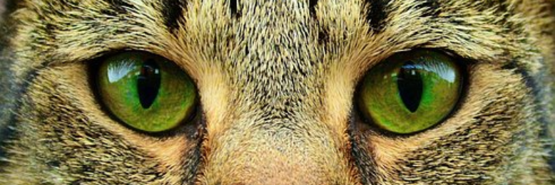 Cover image for post Stealth, by nfaulk6