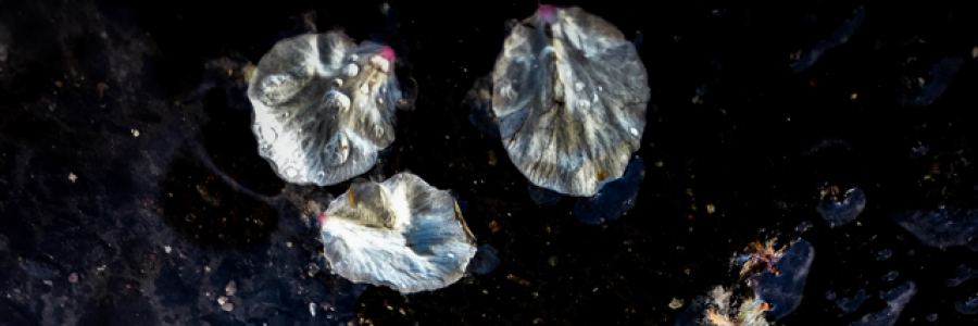 Cover image for post Untitled, by MAdamik