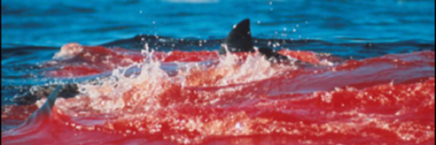 Cover image for post Shark Week, by BurntOfferings