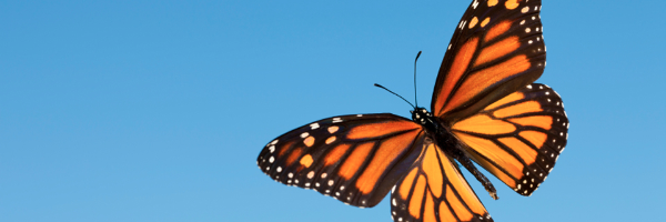 Cover image for post Victory, by BretterTogether