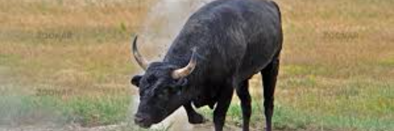 Cover image for post A Bull, by Whatif86