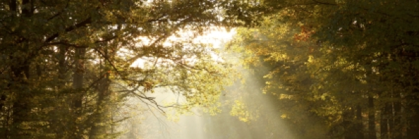 Cover image for post The Man who Overcame, by mindyogg