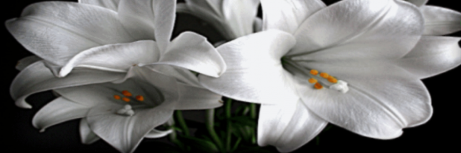 Cover image for post Finale, by Erin