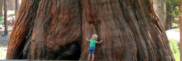 Cover image for post Redwood, by WS